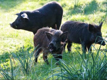 Agriturismo Sardinie - Dorgali - Boerderij Neule (11)